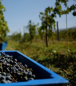 Dégustation de vins et visite populaires à Marani Sevsamora