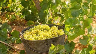 Podrumi Krešić Winery