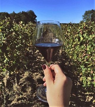 Bio-Weinprobe und Führung im Château Vieux Mougnac