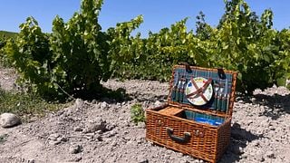 Dia inteiro no vinhedo Montilla-Moriles saindo de Córdoba