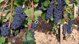 Wine Tasting and Tour at Domaine Serrigny Francine & Marie-Laure