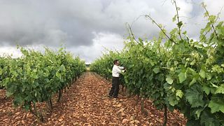 Cata y visita de vinos en Bodegas Tobia