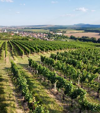 Snabbvinprovning på Válka Winery