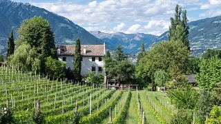 Vinosophische Weintour im Kränzelhof