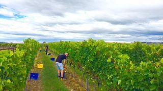 Dégustation de vins et visite du domaine viticole Moana Park