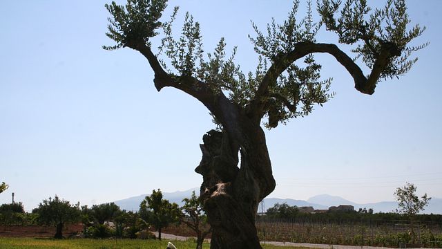 Sicily’s Olive Harvest & Wine Discovery
