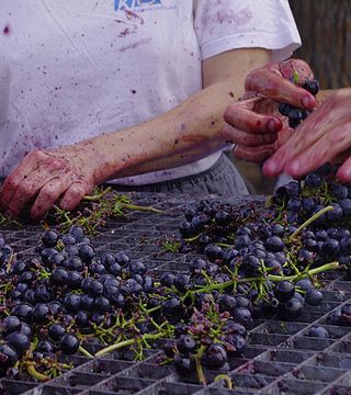 Wine tasting and tour at Un Coin Sur Terre