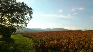 Degustazione di vini e visita al Domaine Les Capréoles