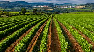 Traditionelle Weinprobe bei Bodegas Sumarroca