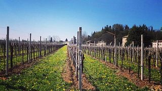 Degustación de vinos y recorrido en Riccardo Azienda Agricola.