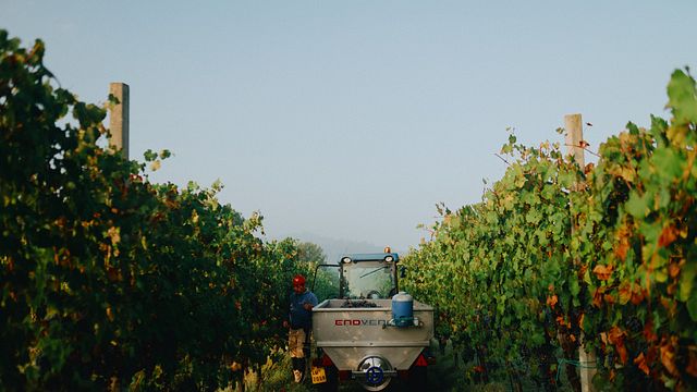 Dégustation de vins et promenade dans les vignobles fascinants de la cave La Piana - 6 vins