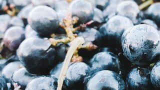Degustação de vinhos e visita às Caves De Rauzan