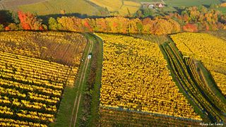 Vins Schoenheitz