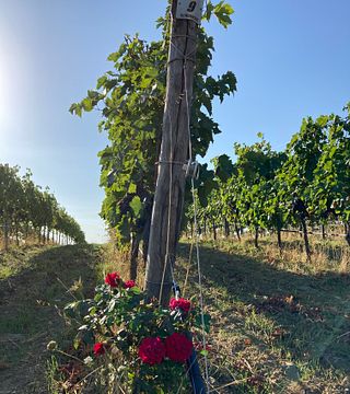 Wine Brunch at Azienda Agricola Purovino