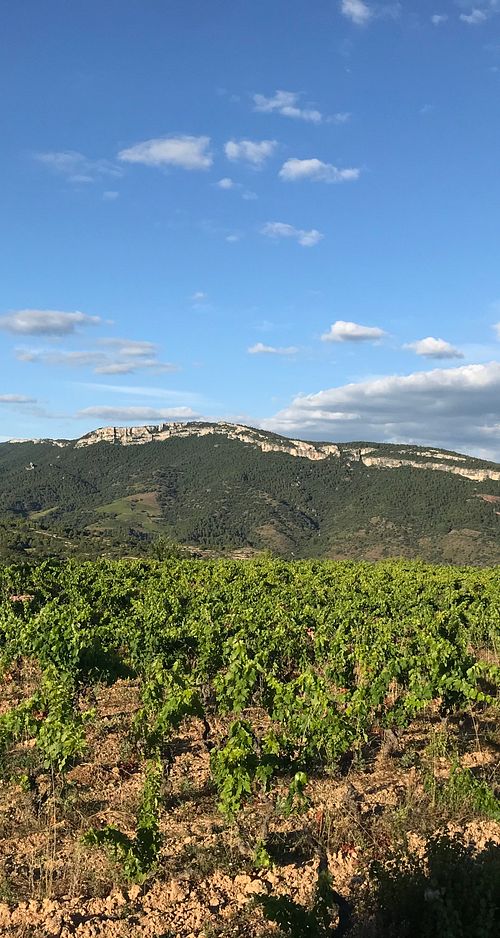 Celler Gritelles - GRITELLES I VINYES-5