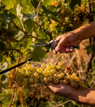 Dégustation de vins Soave e Valpolicella à Cantina del Castello