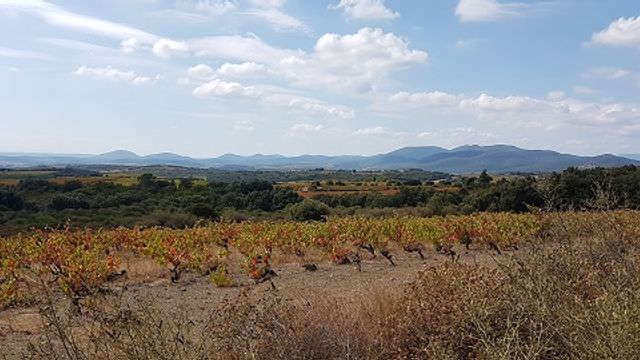 Degustación de vinos populares y recorrido en Domaine des Trinités