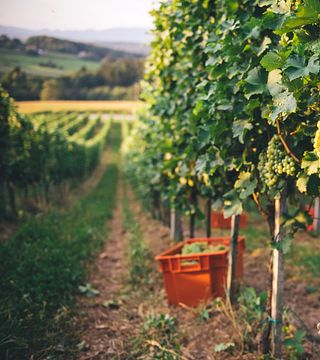 Beliebte Weinprobe und Tour bei Frešer