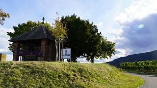Upptäck Palatinats Terroirs och smaka på utvalda druvor från olika Terroirs