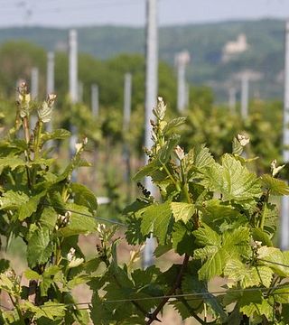 Degustazione di vini e visita alla Weingut Thüringer