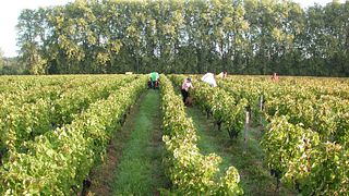 Blind vinprovning på Château Bardins