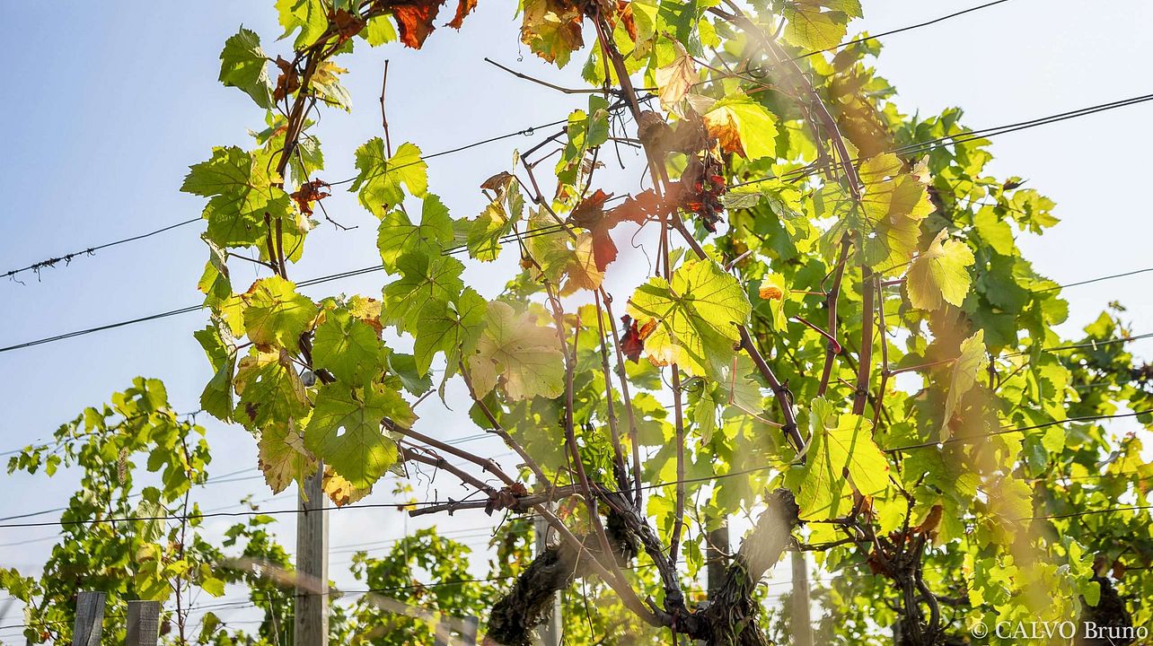 Domaine R & P Bouley