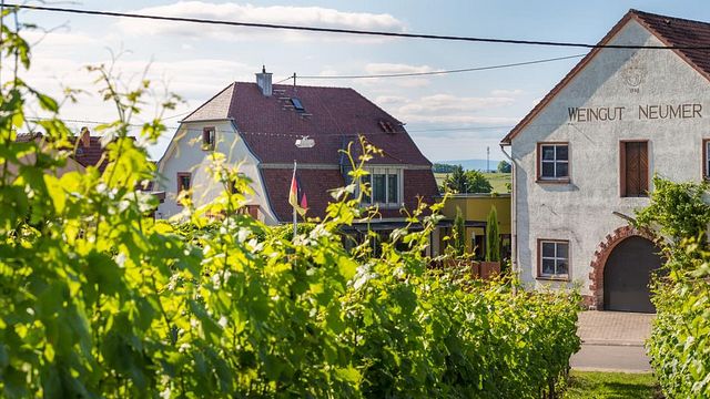 Vinprovning och rundtur på Weingut Jakob Neumer