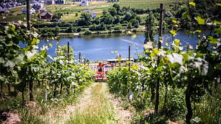Schlink Domaine Viticole