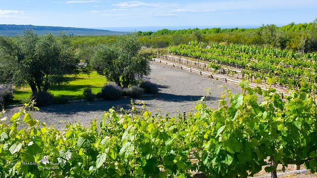 Degustação de vinhos e tour em Atamisque