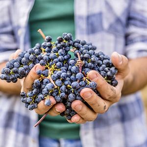 Weinprobe und Tour bei Alussinante