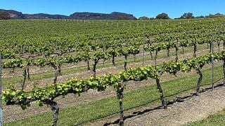 Degustação de vinhos no vinhedo Megalong Creek Estate