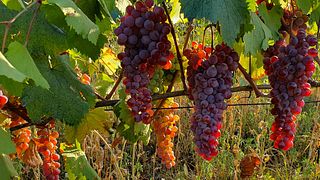 Weinprobe und Tour bei Lekso's Marani