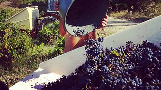 Degustação de vinhos e tour no Domaine Saint Laurent