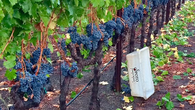 Degustazione di vini e tour presso Spoto Family Wines