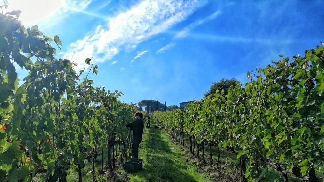 Savignola Winery
