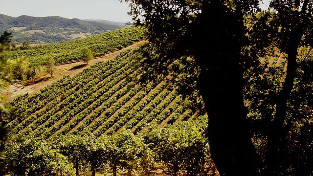 Lusenti Vini: A Legacy of Organic Winemaking