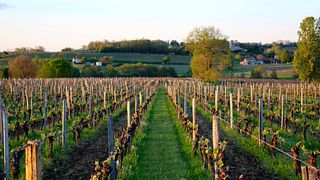 Château Grangey: A Hidden Gem in Saint-Émilion