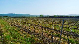 Visita Guiada às Bodegas Caudalia