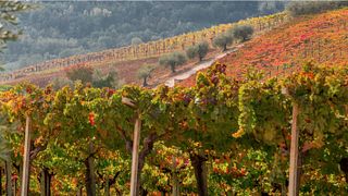 Tenuta Masciangelo