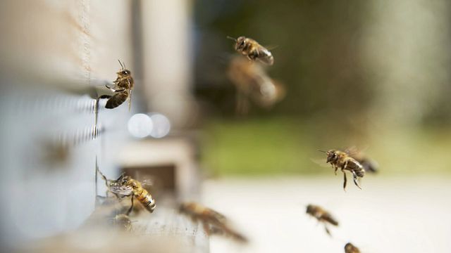 Degustação de vinhos e passeios no Château de la Dauphine