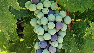 Nelion Winery