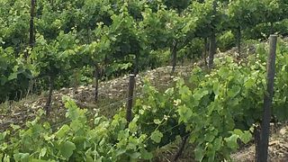 Tour e degustazione di vini a Quinta de Cottas