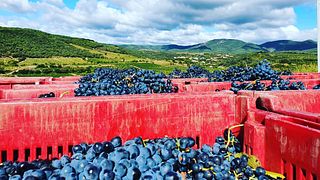 Wine Tasting and Tour at Domaine la Sarabande