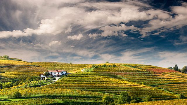 Degustação de vinhos e tour na vinícola Zalatel
