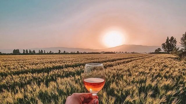 Degustazione di vini e tour al Domaine des Tourelles