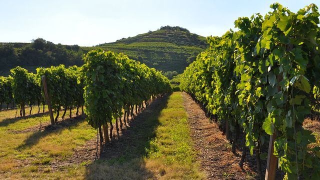 Dégustation de vins panoramiques à Canoso