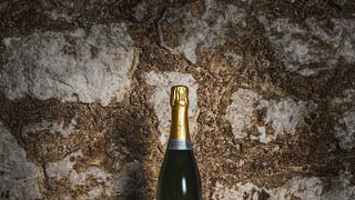 Dégustation de champagne et visite guidée au Champagne Sanger