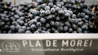 Pla De Morei Winery