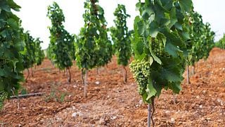 Tenuta Bastonaca