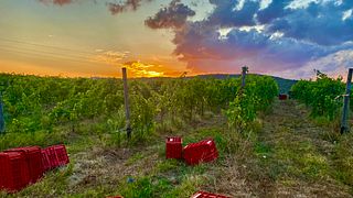 Tenuta Filigheddu
